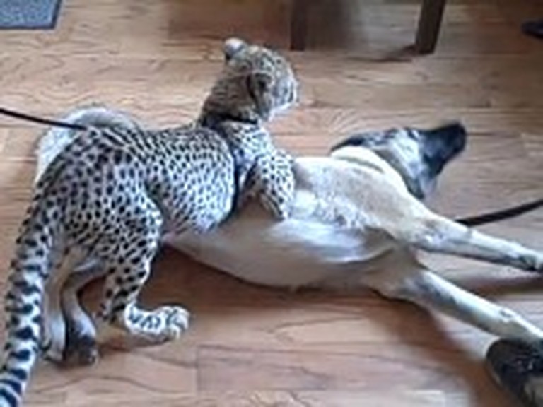 Baby Cheetah and Dog are Best Friends - So Cute