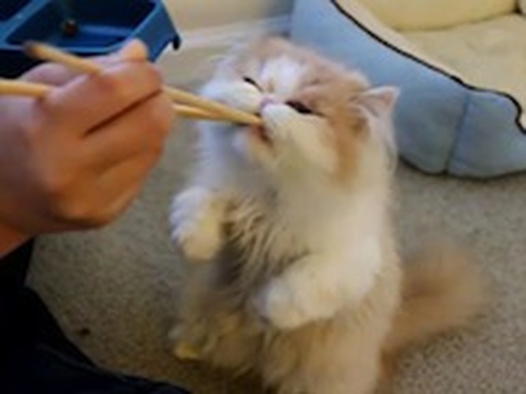 What This Kitty Does Will Melt Your Heart - So Cute