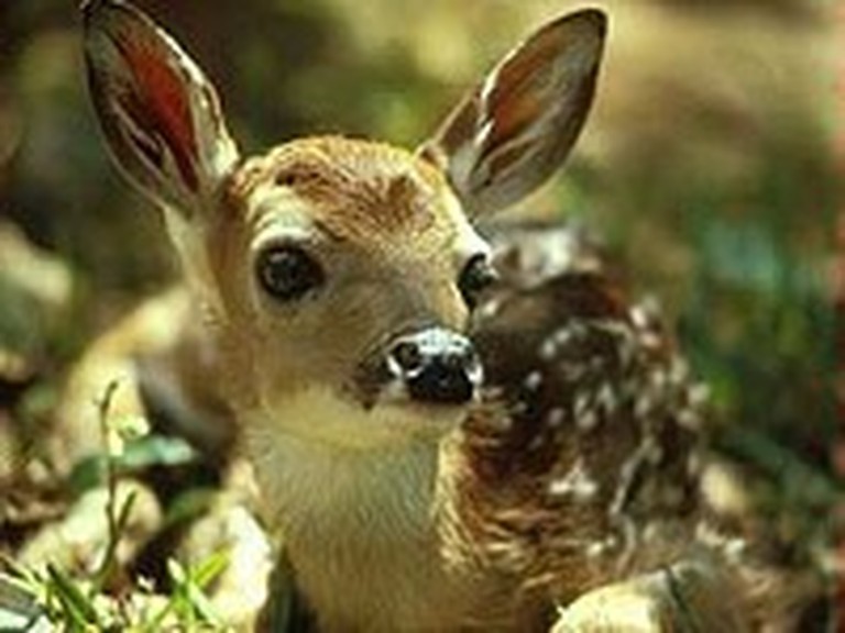Workers Reunite a Trapped Fawn with its Mother