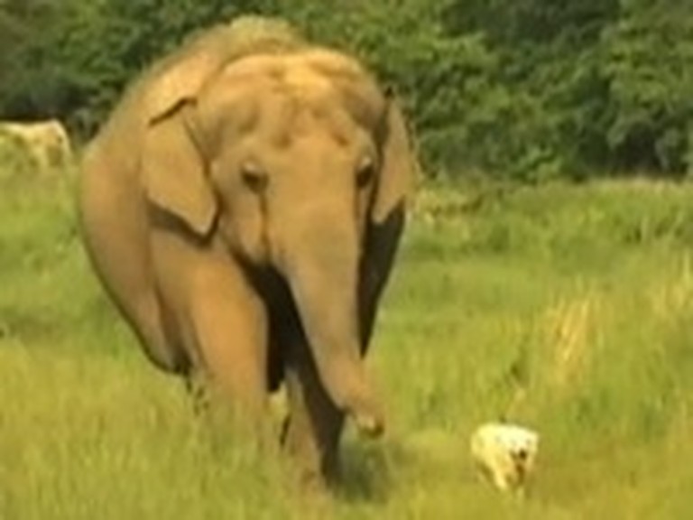 The Heart Warming Story of a Dog and an Elephant