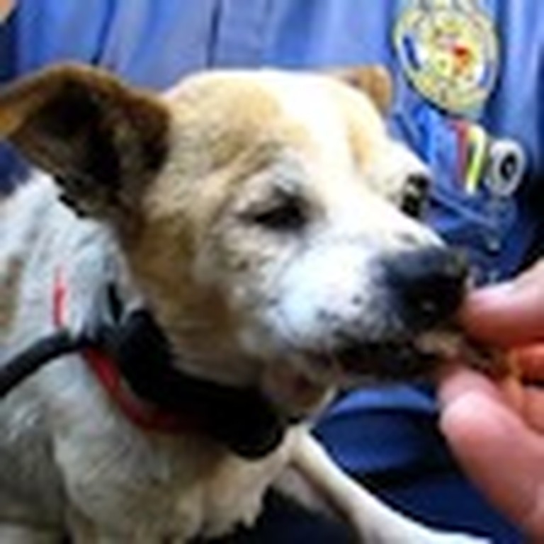 15 Year Old Dog with One Eye Gets Rescued