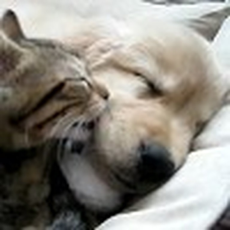 Kitten Gives a Puppy a Bath While He Sleeps