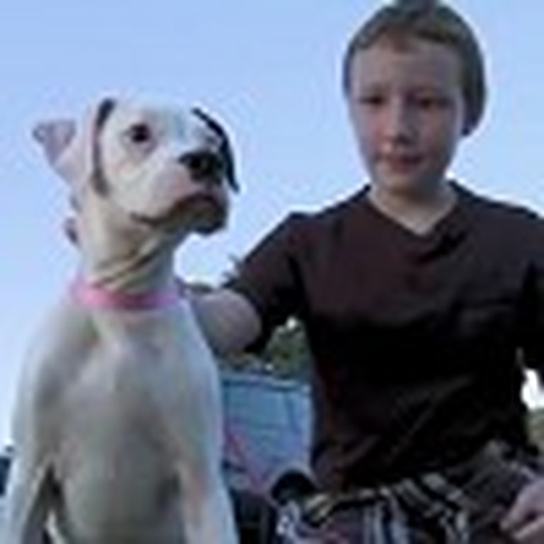 Dog Saves a Boy From a Deadly Bee Attack