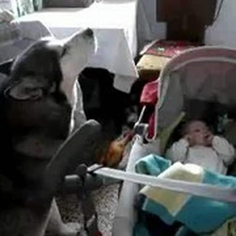 Dog Howls a Crying Baby to Sleep - So Sweet