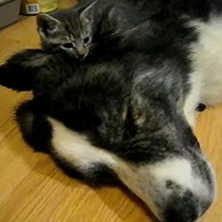 Two Kitties Take a Nap on their Big Doggy Friend