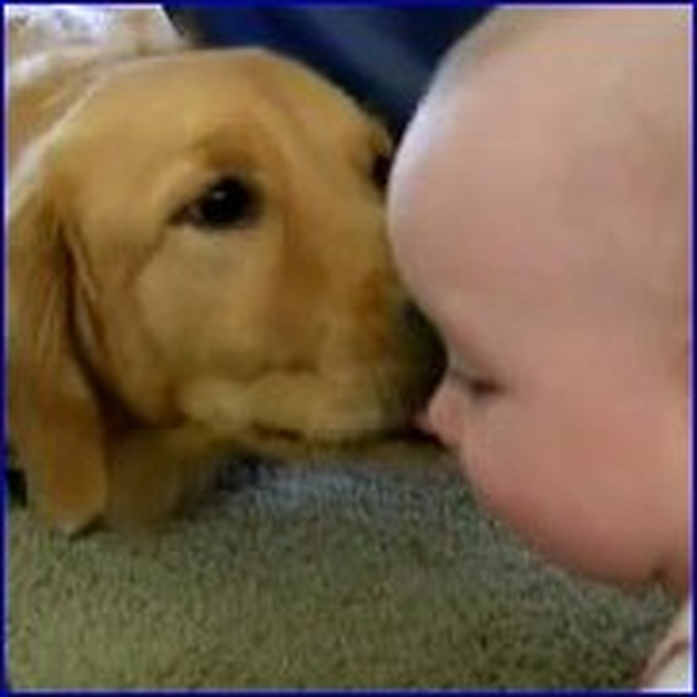 Doggy and Baby Get Along Like Best Friends - So Cute