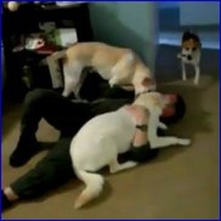 Sailor has a Sweet Reunion With his 3 Happy Dogs