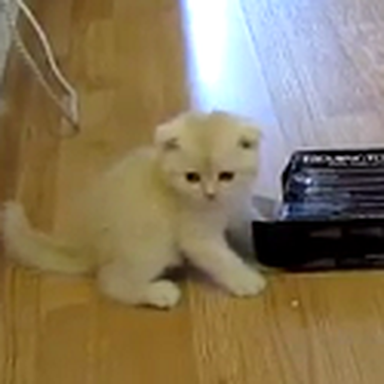 A Kitten and a Random Box to Brighten Your Day