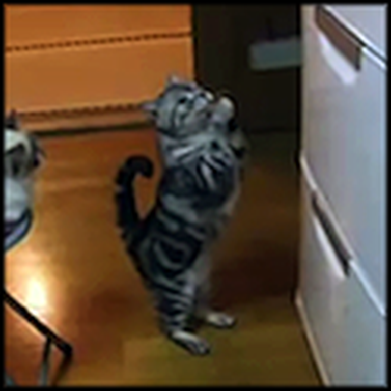 Clever Cat Prays for Someone to Open the Refrigerator