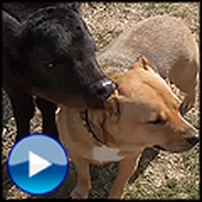 Abandoned Cow and Rescue Dog Become Unlikely Best Friends