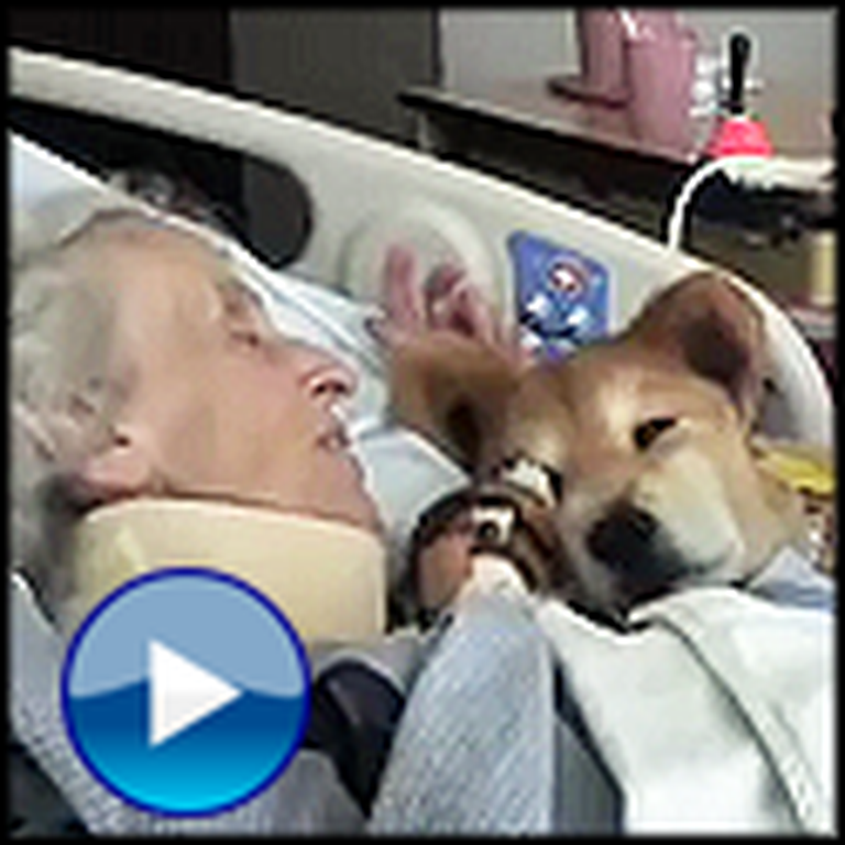 19 Year Old Therapy Dog Gives Meaning to a Dying Woman