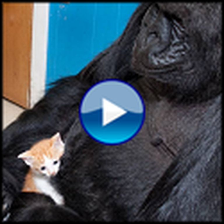 Koko the Gorilla Cries Over the Loss of a Kitten - Heartbreaking