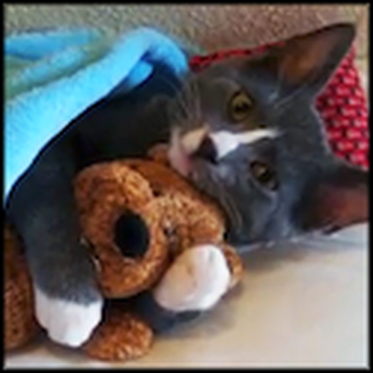 Adorable Cat Just Loves his Little Stuffed Animal