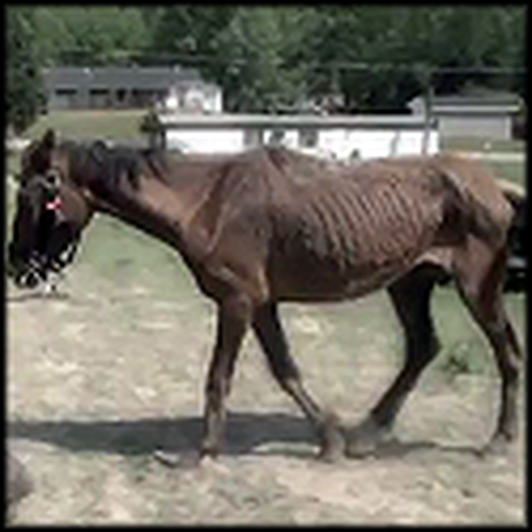 Mistreated Horses Get Rescued by Caring People