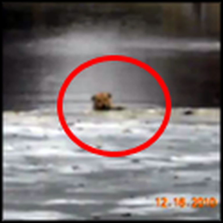 Poor Doggy Gets Rescued from Icy Lake by Caring People