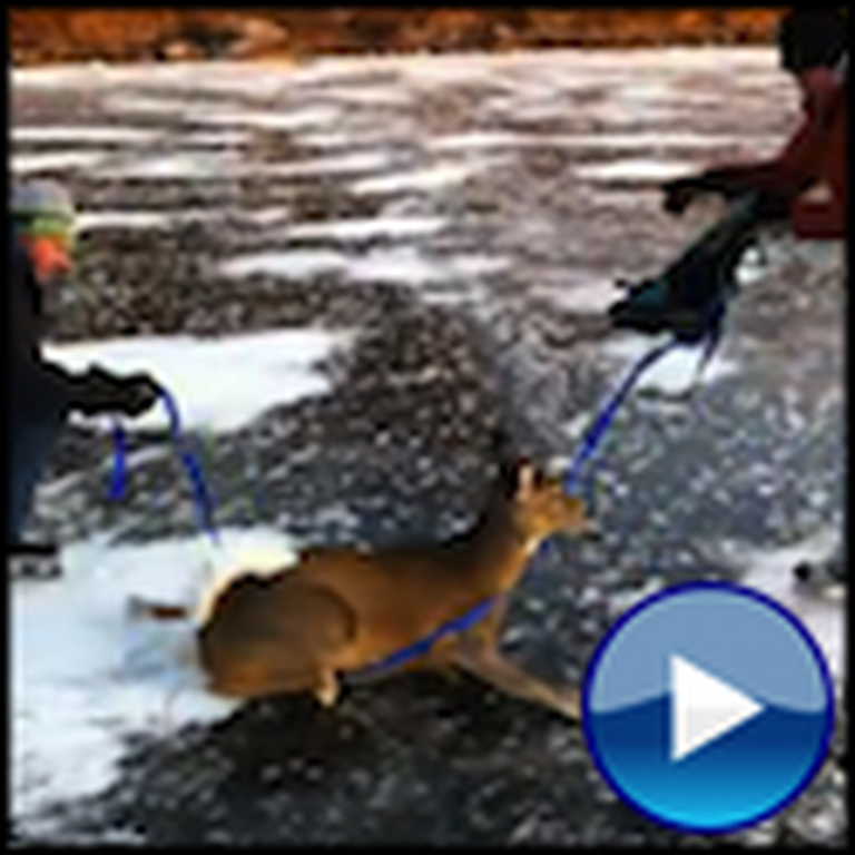 Two Men Save a Deer Trapped on a Frozen Pond
