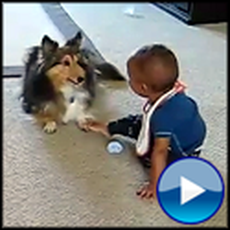 Overly Excited Dog and Adorable Baby Play Together