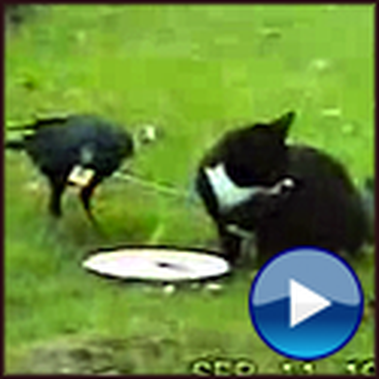 Cat and Crow Make Unlikely but Heartwarming Best Friends