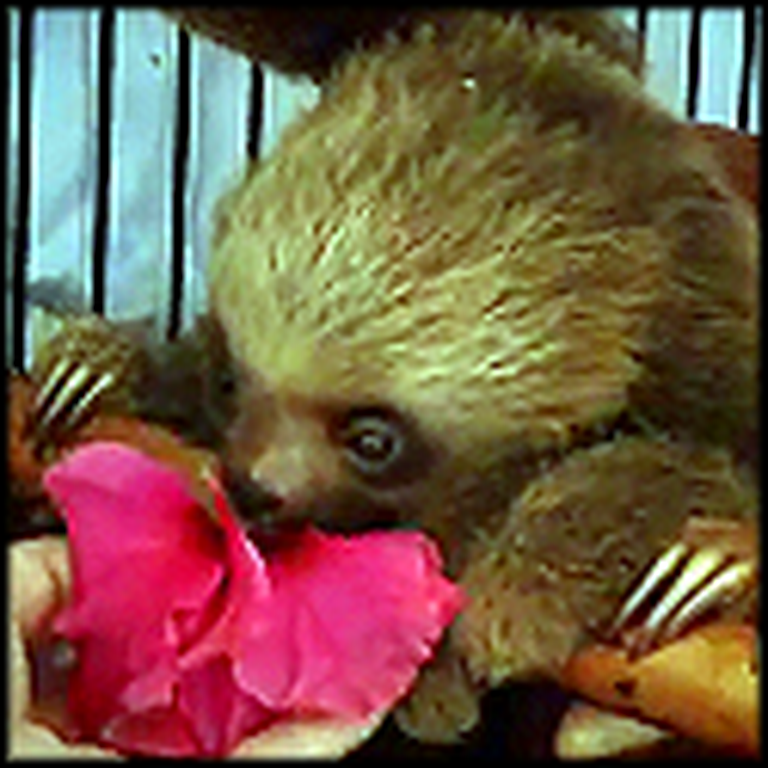 Baby Sloths Bathing and Eating Will Make You Smile