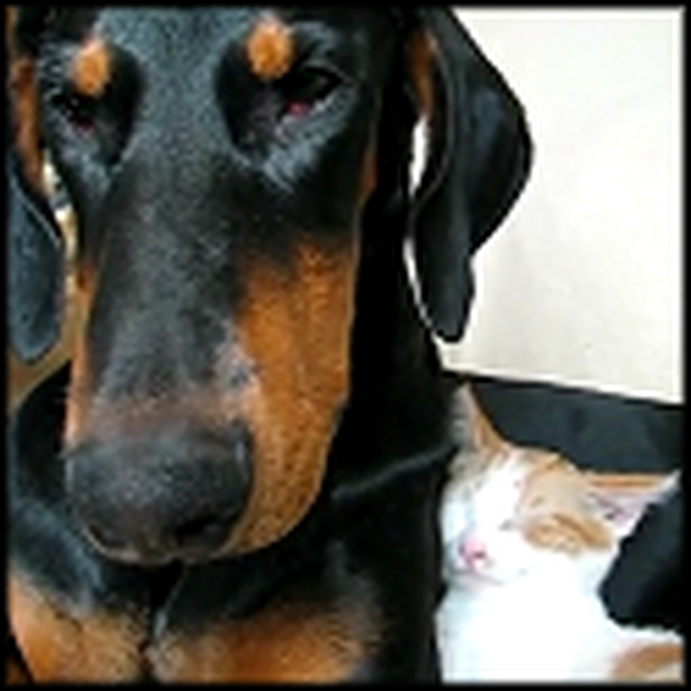 Doberman and Kitty Take the Cutest Nap Together - Awwww