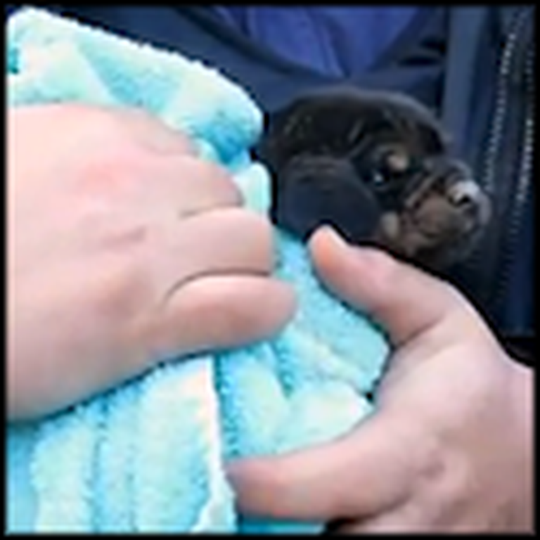 Kind Volunteers Save a Puppy From an Unbelievable Place