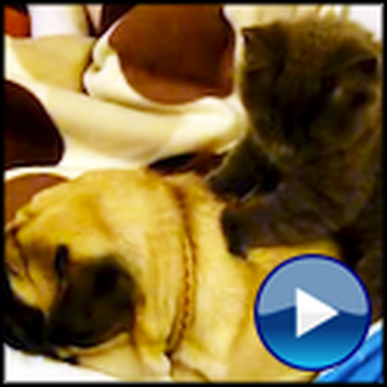 Caring Kitty Massages a Pug to Sleep - Awwww