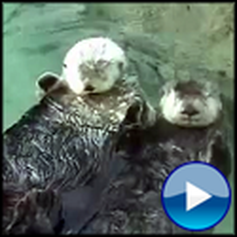 Two Otters Holding Hands are Otterly Adorable