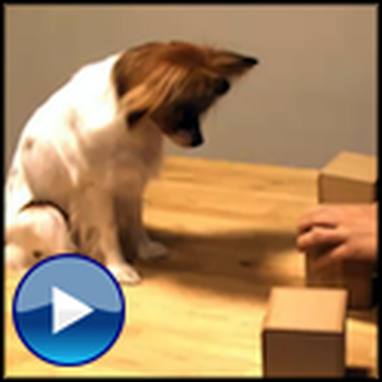 Fun and Smart Dog Plays the Shell Game - And Wins