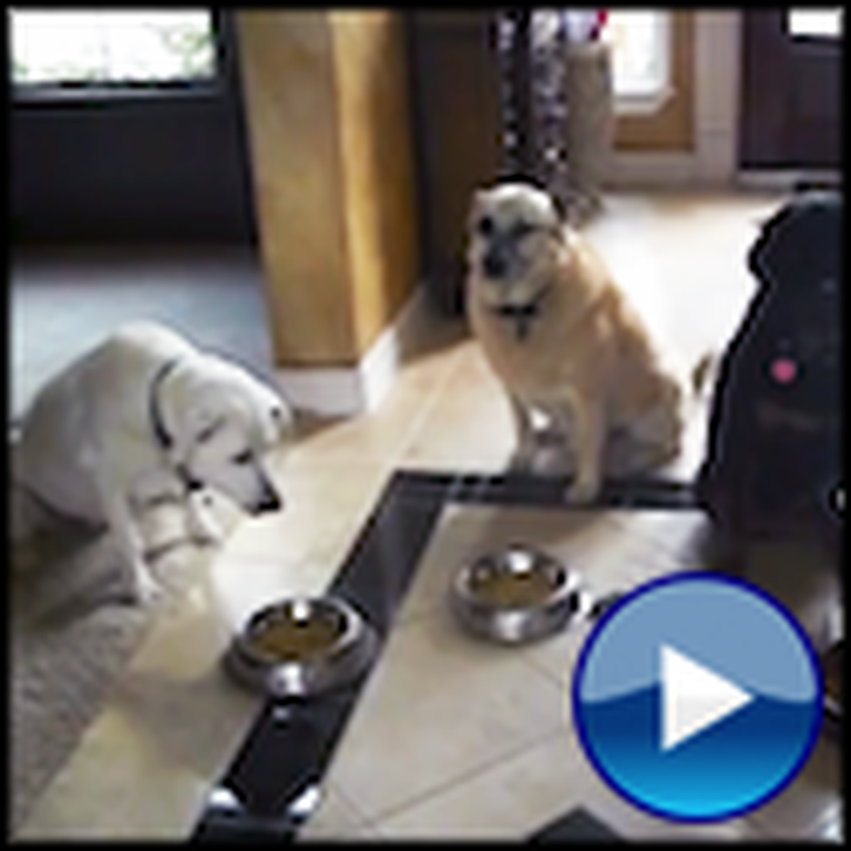 Three Dogs Pray Before Their Meal - Sooo Cute