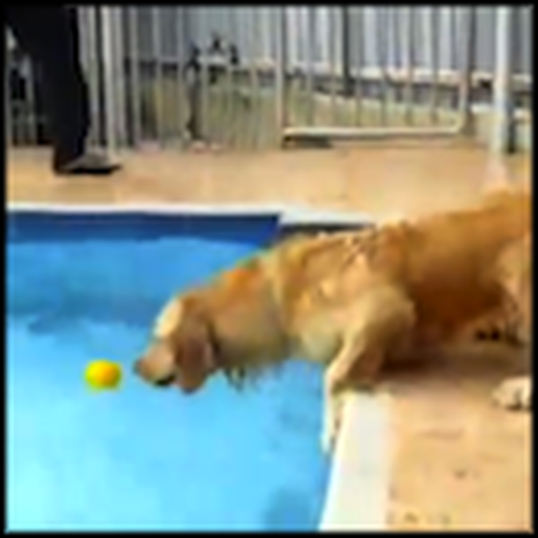 How a Smart Dog Gets his Ball From the Pool - So Cute