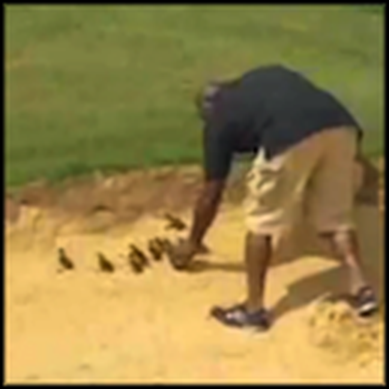 Dallas Cowboys Player Helps Trapped Ducklings One by One