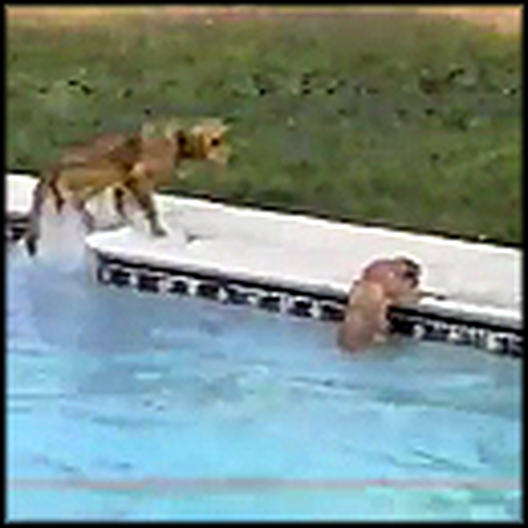 Amazing Dog Saves Her Puppy From Drowning in a Pool