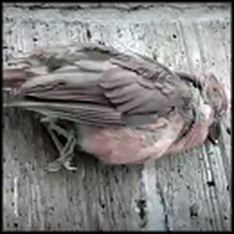 Bird Thought to Be Dead Miraculously Returns to Life - Amazing