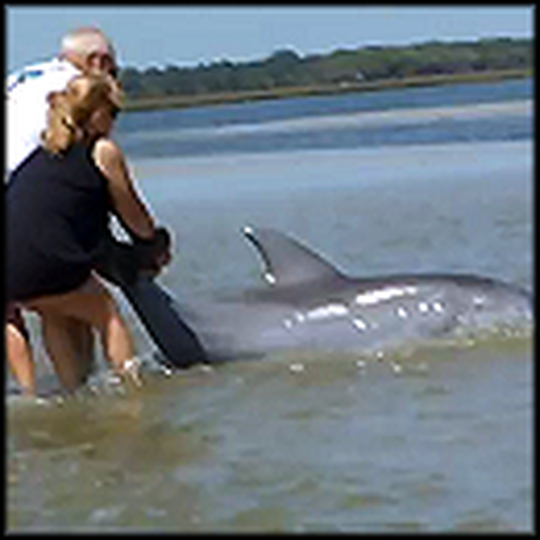 Family in Florida Saves a Stranded Dolphin