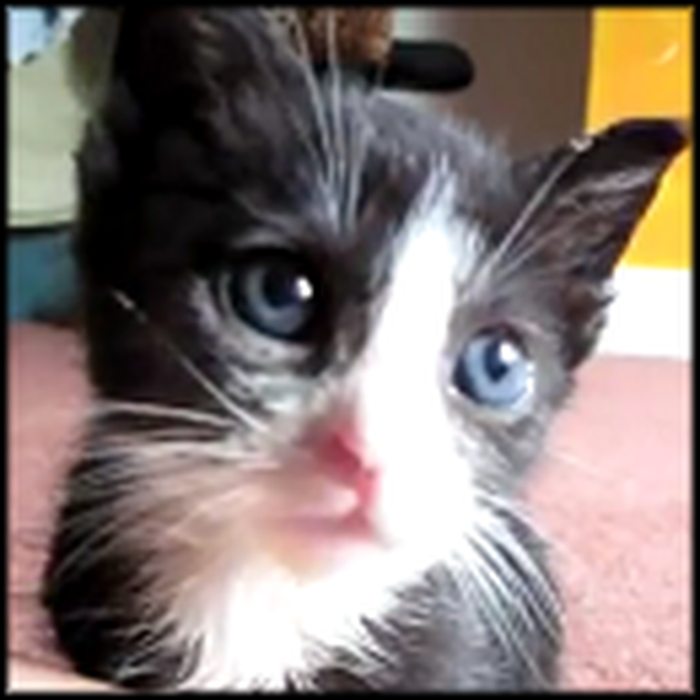 What This Cute Kitten Does Will Melt Your Heart