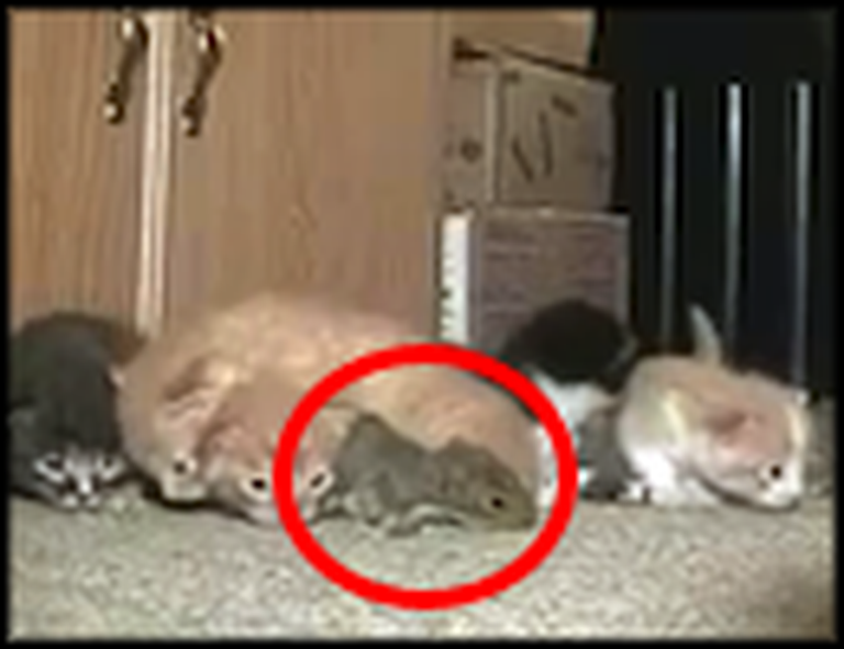 Mommy Cat Takes Care of the Most Unlikely Homeless Animal