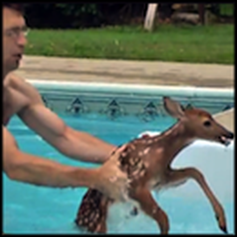 Dad Saves a Baby Deer Stuck in the Family Pool