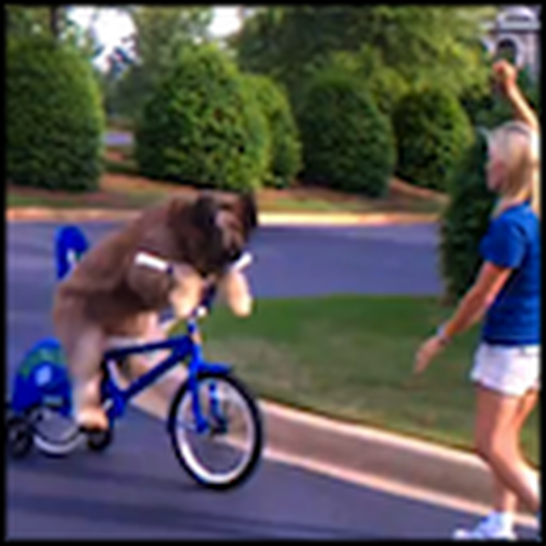 Big Cute Dog Rides a Bike for his Owner