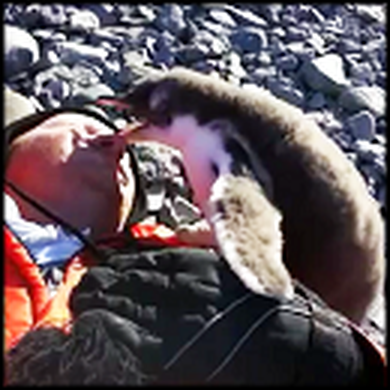 Baby Penguin Meets a Human for the First Time