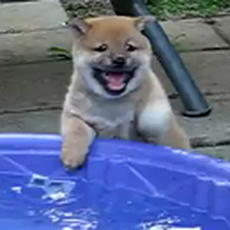 Puppy Discovers Water for the First Time - LOL Watch What He Does