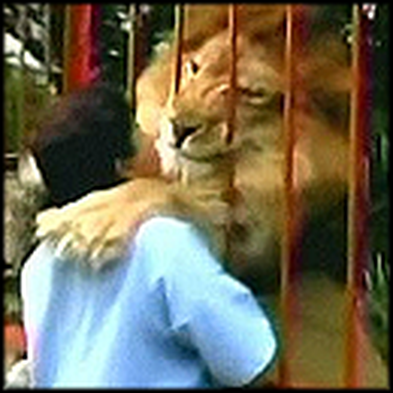 Huge Lion Hugs and Kisses his Rescuer - Awww