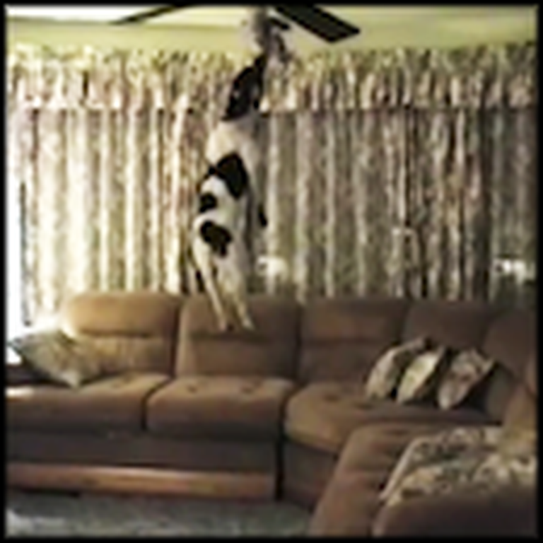 Dog Unbelievably Jumps to the Ceiling to Get a Toy