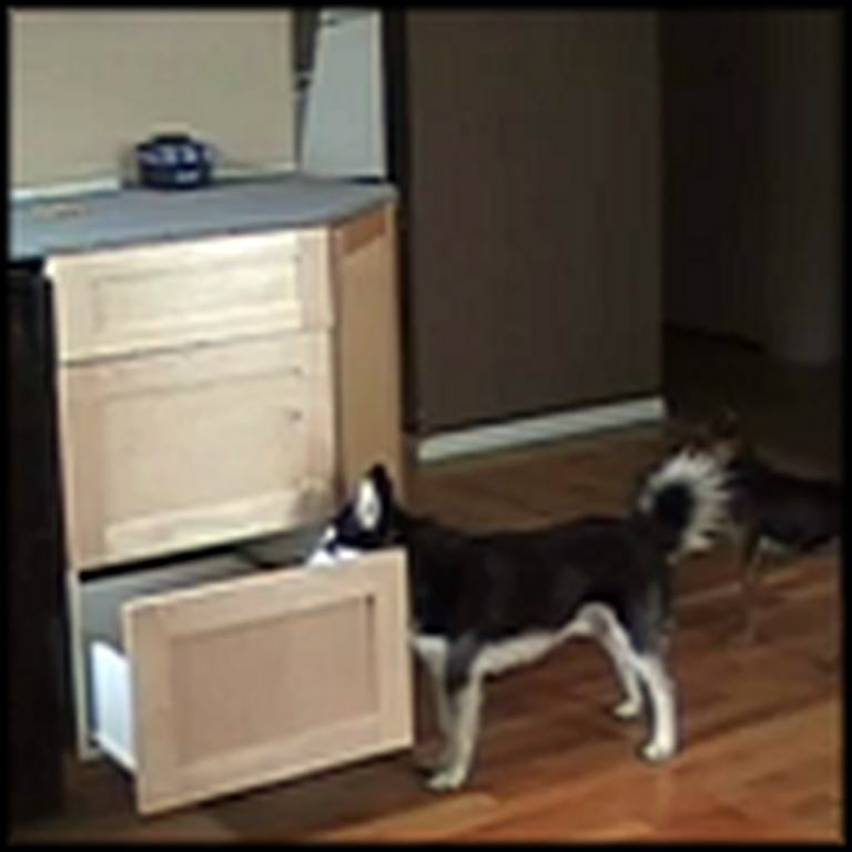 Watch How This Smart Dog Creatively Gets on the Counter