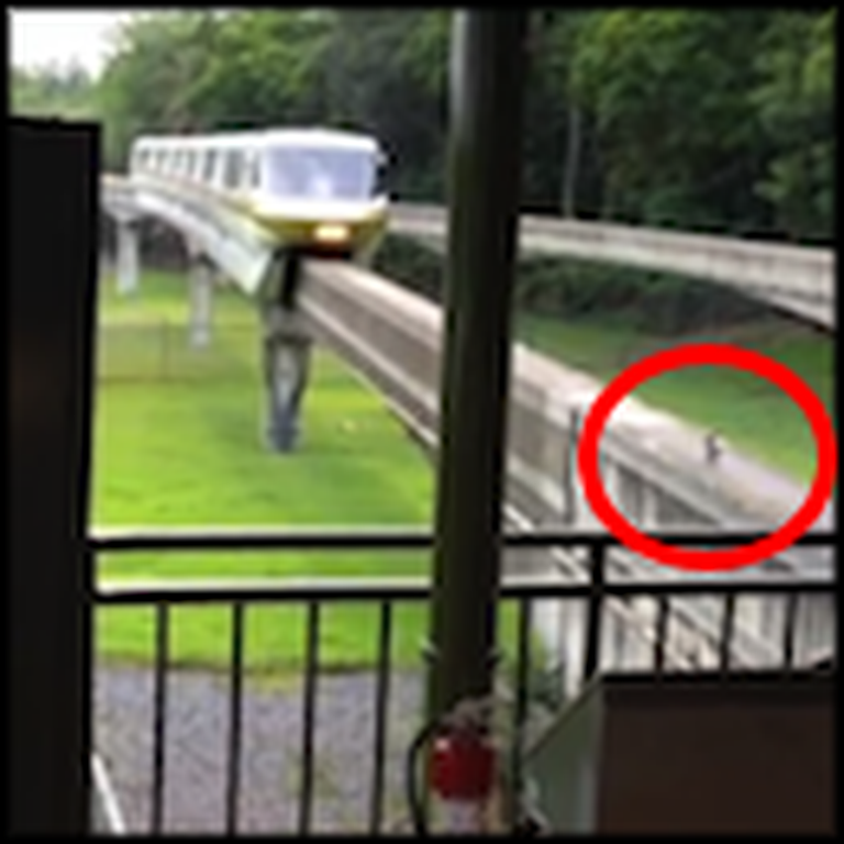 Squirrel Stops a Train in its Tracks - But Watch Til the End