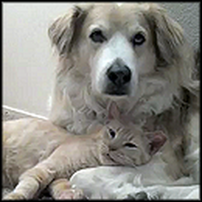 Doggy and Kitty Snuggle and Love Each Other