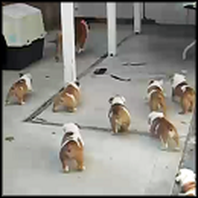 Adorable Herd of Bulldog Puppies Chase Their Mom
