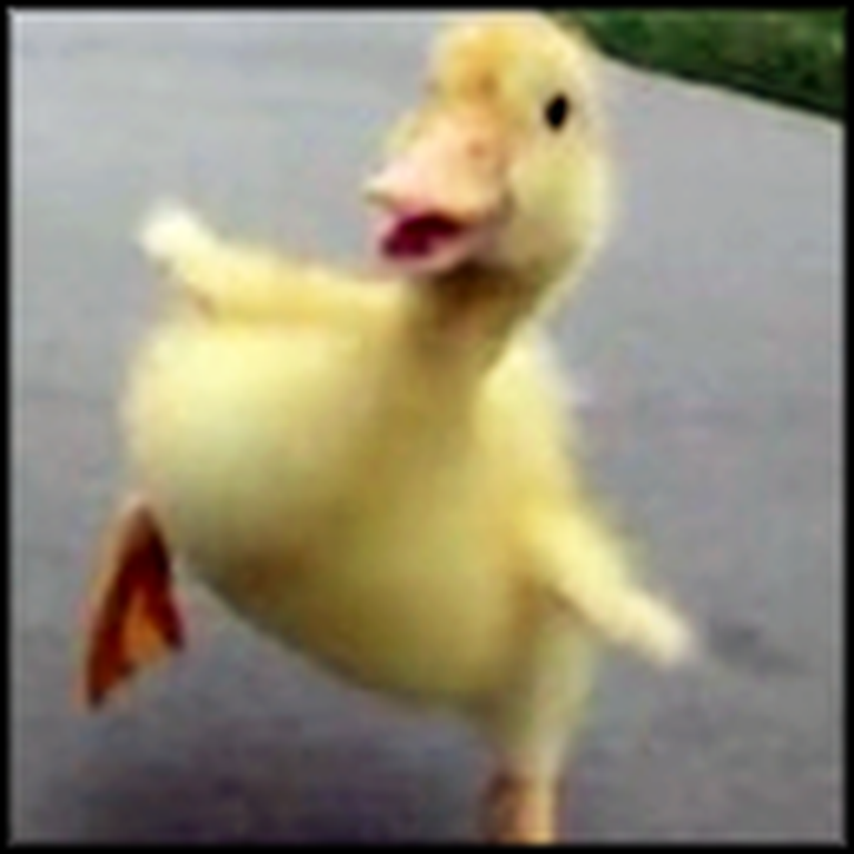 Adorable Duckling Goes for a Run With His Human Best Friend