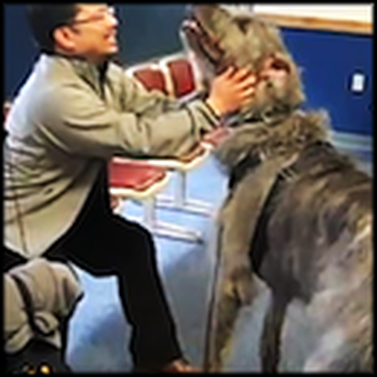 A HUGE Dog is as Excited as a Puppy to See His Daddy