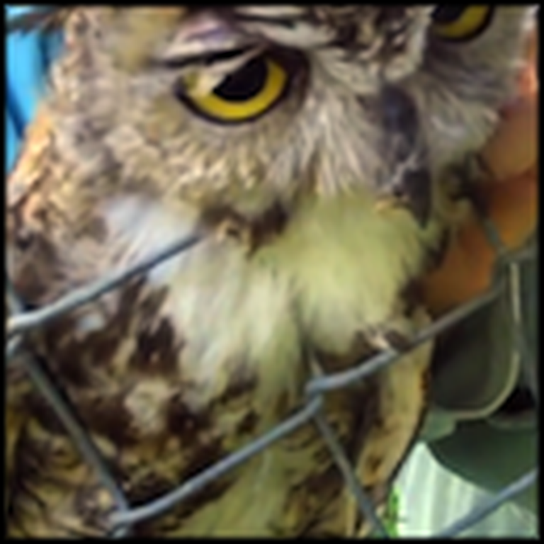 Kind Rescuers Save the Life of an Owl in Trouble