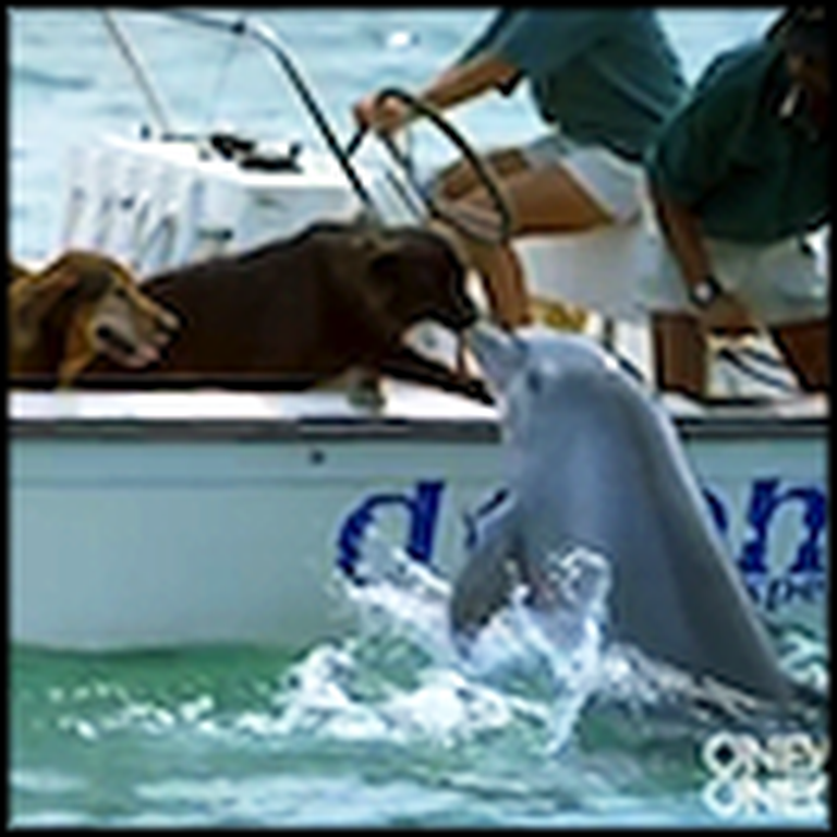 A Happy Dolphin Gives a Dog a Kiss then Jumps for Joy